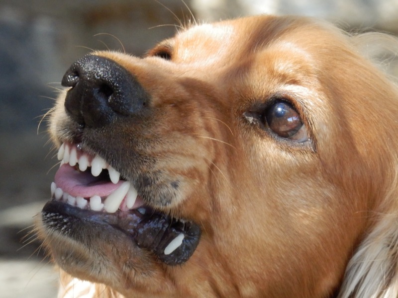Штрафы до 30 тысяч: законопроект о выгуле собак без намордников добрался до Госдумы