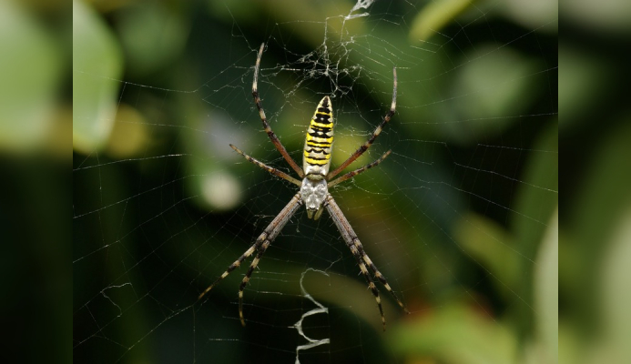 Красивые и опасные: когда южные пауки-осы доберутся до Ленобласти