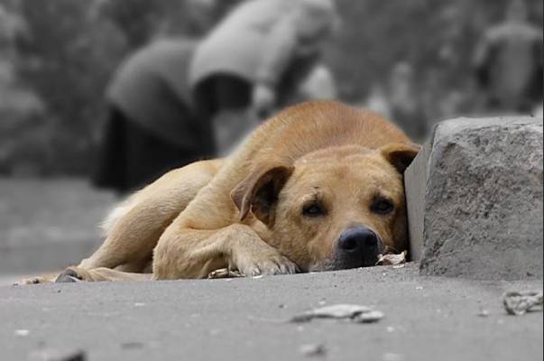Не человек, и ладно: собачья смерть разделила жителей на два лагеря