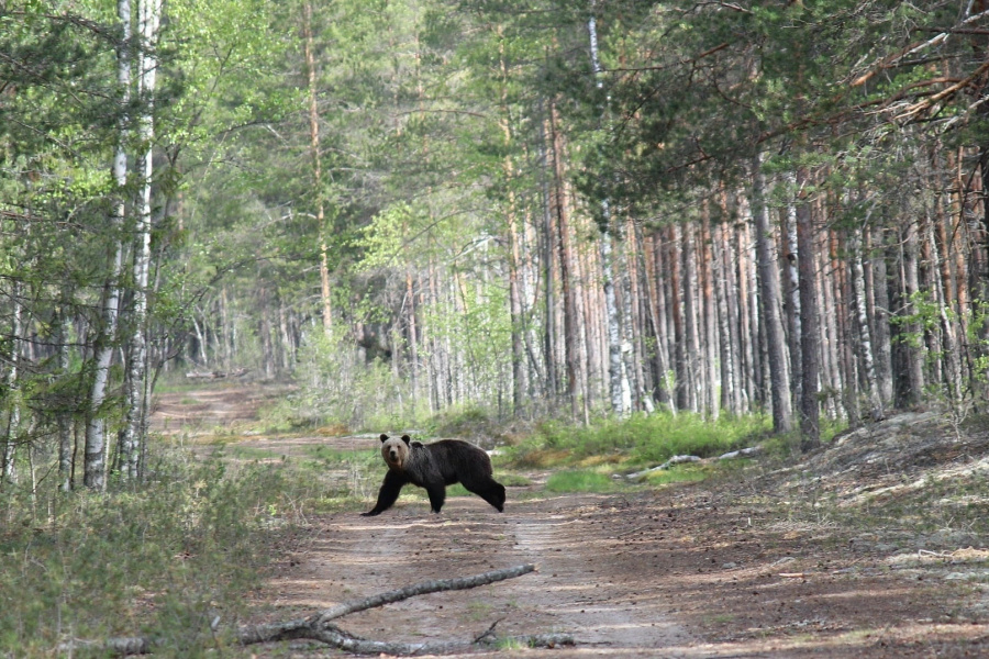 Крики бесполезны: как спастись от медведя в лесах Ленобласти