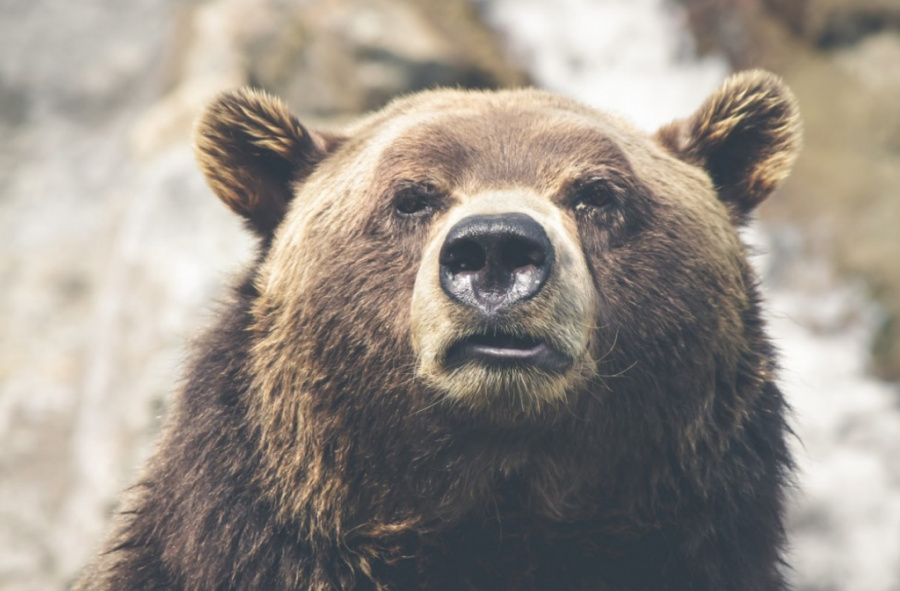 Лесные страхи: медведь и гадюка спорят за звание самого опасного зверя Ленобласти