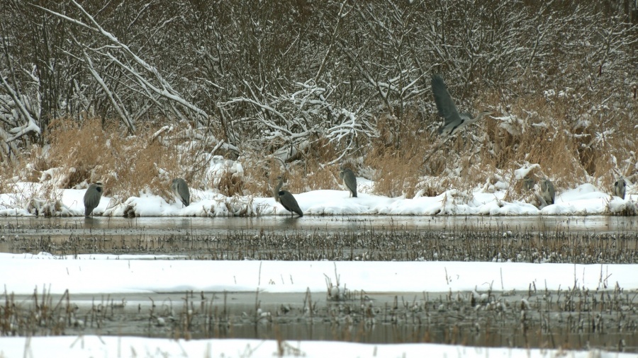 Более 30 серых цапель отказались улетать из Ленобласти на зимовку