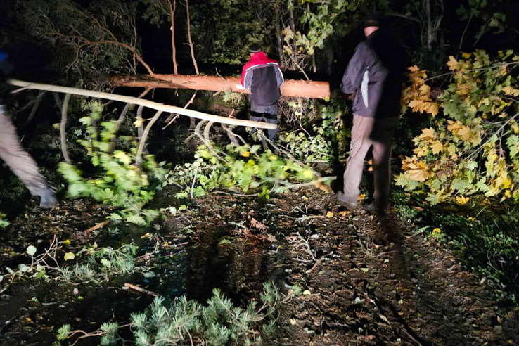 Зима предупреждает: циклон испортил выходные в Ленобласти и обрушил тысячу деревьев