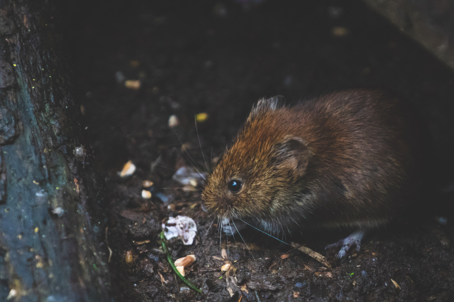 «Города превратили в помойку»: ждать ли в Ленобласти нашествия крыс и диких животных из-за переполненных мусорных площадок