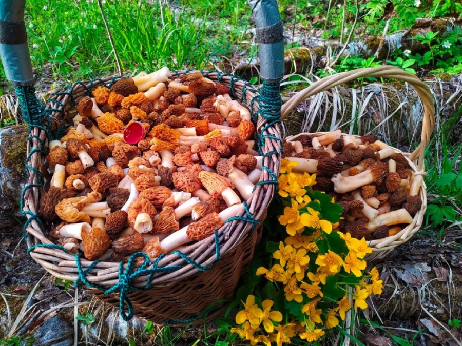 «Уходили оттуда и чуть не плакали»: жители Кингисеппа ведрами выносят из лесов грибы и ягоды