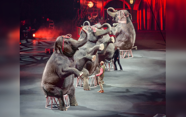 Жизнь - одна: «Новые люди» хотят прогнать зверей из цирка
