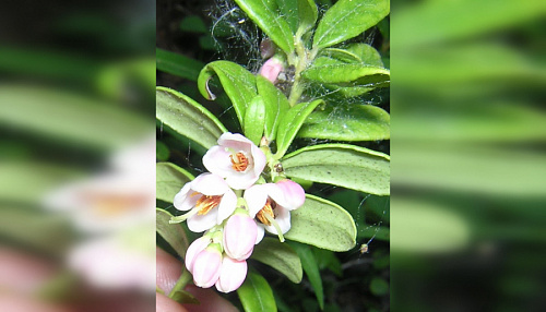 «Обильно и хорошо»: цветущую бруснику стали находить в лесах Ленобласти | ИА Точка Ньюс