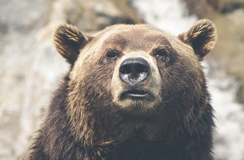 Медведь устроил погром на пасеке в Волосовском районе | ИА Точка Ньюс