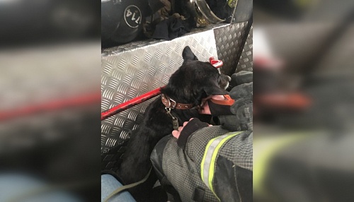 Спасатели достали из двухметрового люка собаку в Сосновом Бору | ИА Точка Ньюс