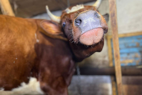 Незаконно ввезенных в Кингисеппский район коров поставили на карантин | ИА Точка Ньюс