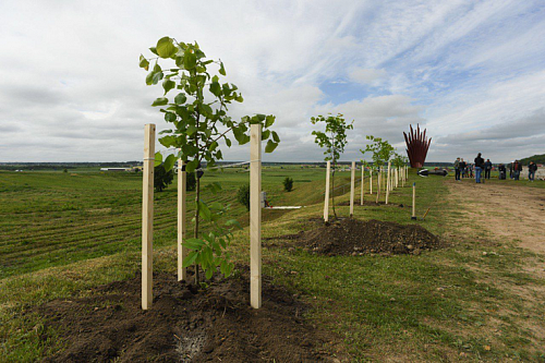 Более 900 жителей Ленобласти высадили деревья в рамках акции «Сад памяти» | ИА Точка Ньюс