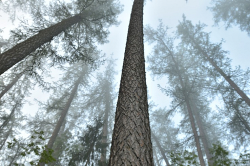 Жители Ленобласти высадят порядка 140 тыс. деревьев на акции «Сохраним лес – 2022» | ИА Точка Ньюс