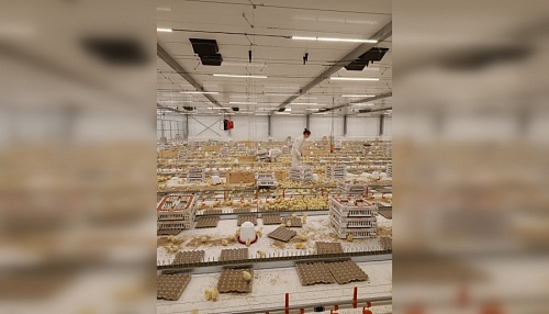 Более 53 тыс. цыплят завезли на заработавшую птицефабрику «Войсковицы» | ИА Точка Ньюс
