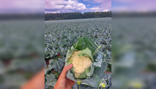 Прилавки пополнились 30 тоннами ранних овощей в Ленобласти | ИА Точка Ньюс