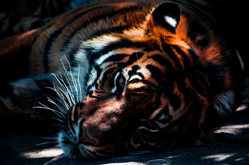 Хоспис «Дом тигра» переехал в Ленобласть | ИА Точка Ньюс