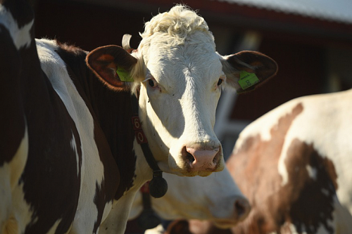 Субсидирование племенного животноводства в Ленобласти увеличили на 5,3 % | ИА Точка Ньюс