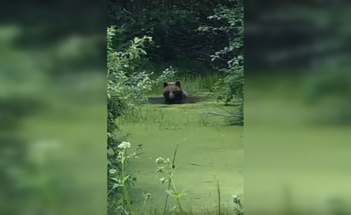 Очевидец снял радостно бултыхавшегося в болоте медведя в Ленобласти | ИА Точка Ньюс
