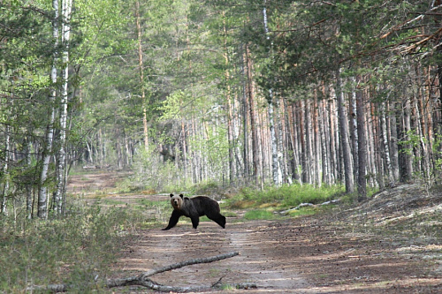Крики бесполезны: как спастись от медведя в лесах Ленобласти | ИА Точка Ньюс