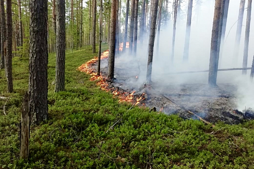 Риск пожаров стал причиной запрета мангалов и палаток в лесах Лужского района | ИА Точка Ньюс