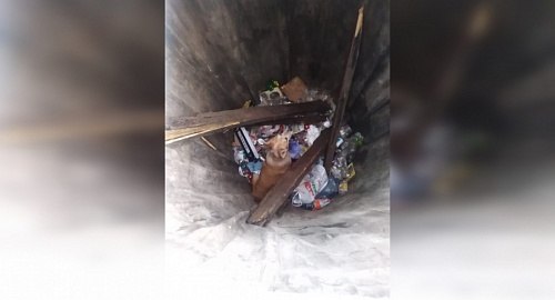 Спасатели вытащили застрявшую в мусорном контейнере собаку в Лодейном Поле | ИА Точка Ньюс