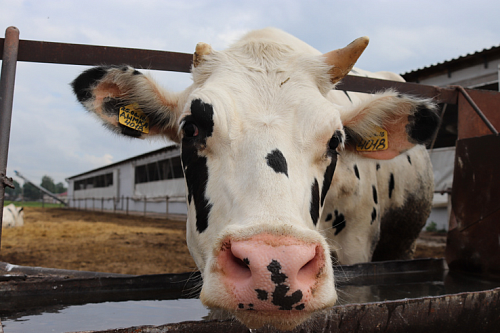 Более чем на 3 % вырос объем производства молока в Ленобласти за год | ИА Точка Ньюс