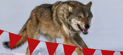 Платить за убитых волков охотникам в Ленобласти начнут в новом сезоне | ИА Точка Ньюс