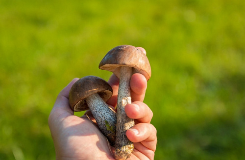 Жители Ленобласти не нашли грибов в лесах после долгожданных дождей | ИА Точка Ньюс