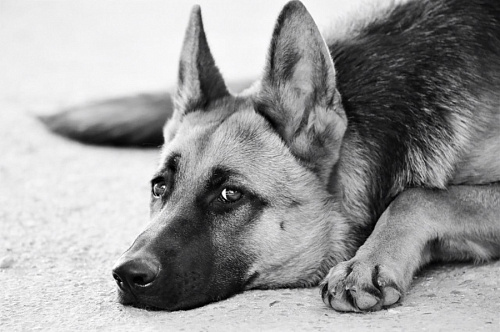 Имитаторы наркотических запахов закупят для собак Кингисеппской таможни | ИА Точка Ньюс