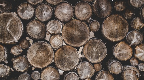 Бизнесмена задержали за незаконную вырубку деревьев в Ленобласти | ИА Точка Ньюс