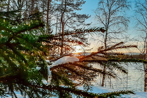 Власти Ленобласти объяснили, как бесплатно срубить елку на Новый год | ИА Точка Ньюс