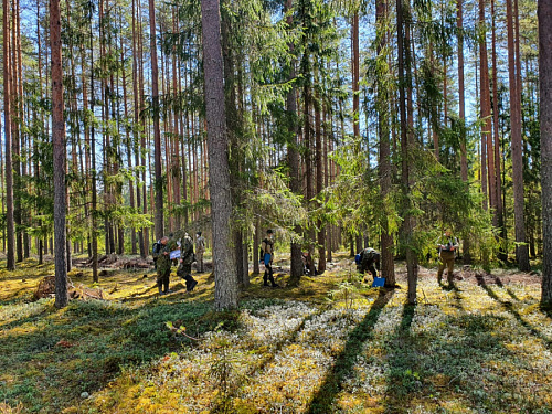 Ленобласть оказалась в топ-5 эффективных регионов по ведению лесного хозяйства | ИА Точка Ньюс