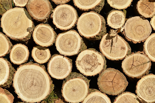 Не бесплатно, но бюджетно: как жителям Ленинградской области сэкономить на дровах | ИА Точка Ньюс