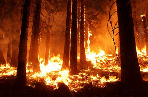 Все 37 лесных пожаров в 2022 году потушены в день обнаружения | ИА Точка Ньюс