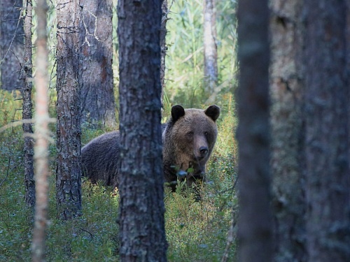 Гостям заповедника в Ленобласти встретилась любопытная семья медведей | ИА Точка Ньюс