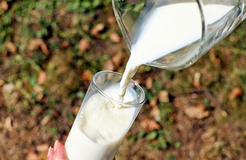 Порядка 70 % петербургского рынка обеспечивается молоком Ленобласти | ИА Точка Ньюс