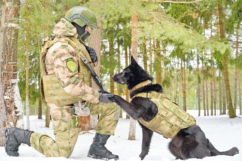 Собак в Ленобласти обучают поиску натовской взрывчатки при помощи имитатора | ИА Точка Ньюс