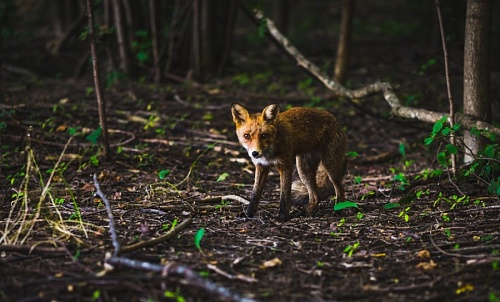 Жителей Ленобласти предупредили о непредсказуемости диких лисиц | ИА Точка Ньюс