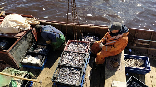 Рыбаки выловили в Ладоге первые 50,5 тонн корюшки | ИА Точка Ньюс