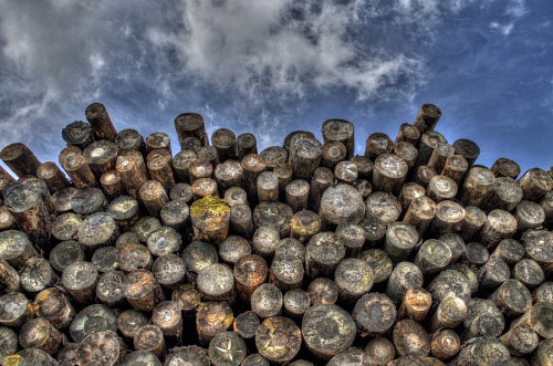 Процедуру оформления документов на заготовку дров в Ленобласти сделали проще | ИА Точка Ньюс
