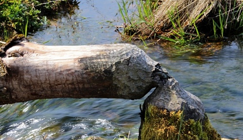 Бобры-спасатели не дали загрязнить реку Лугу в Ленобласти | ИА Точка Ньюс