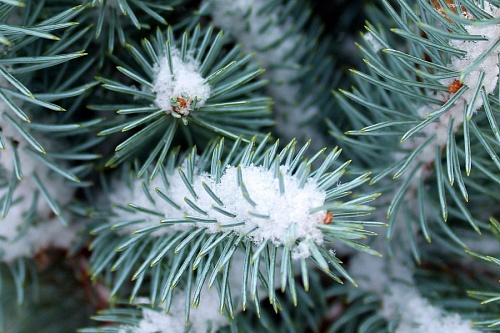 Срубленную под Приозерском новогоднюю елку установят на Дворцовой до 19 декабря | ИА Точка Ньюс