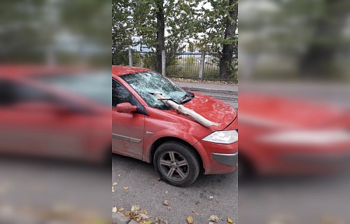 Иномарка стала жертвой упавшего дерева в Кировске | ИА Точка Ньюс