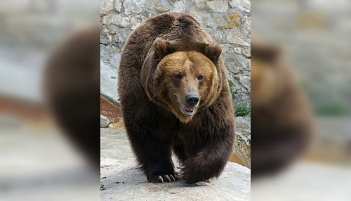 Гон у бурых медведей начался в Ленобласти | ИА Точка Ньюс