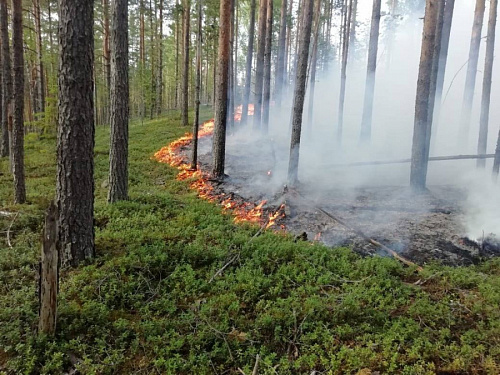Количество лесных пожаров в Ленобласти снизилось в шесть раз | ИА Точка Ньюс