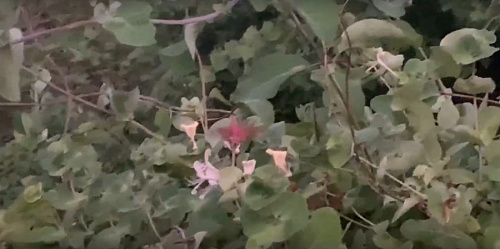 Редких бабочек-бражников заметили садоводы в Ленобласти | ИА Точка Ньюс