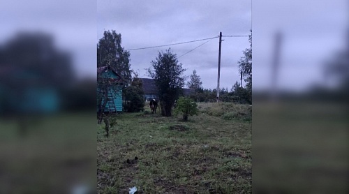 Жители деревни в Тосненском районе пожаловались на нашествие коров | ИА Точка Ньюс