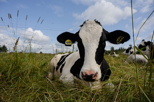 Удой молока в Ленобласти за четыре месяца вырос на 3,5 % | ИА Точка Ньюс