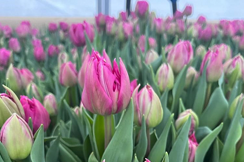 Власти Ленобласти назвали способ, который помог к 8 марта вырастить на треть больше цветов | ИА Точка Ньюс