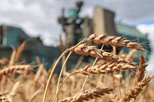Кампанию по аграрному импортозамещению активно развернули в Ленобласти | ИА Точка Ньюс