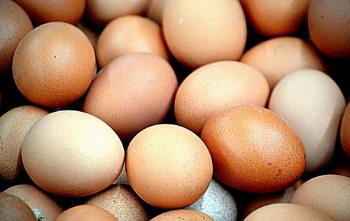 Производство яиц в Ленобласти увеличат до 5 млрд штук в год | ИА Точка Ньюс
